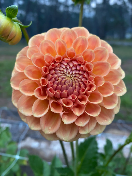 Winkie Kestrel dahlia