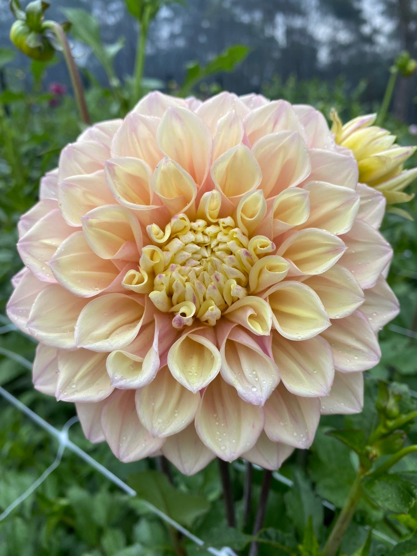 Sugartown Sunrise dahlia