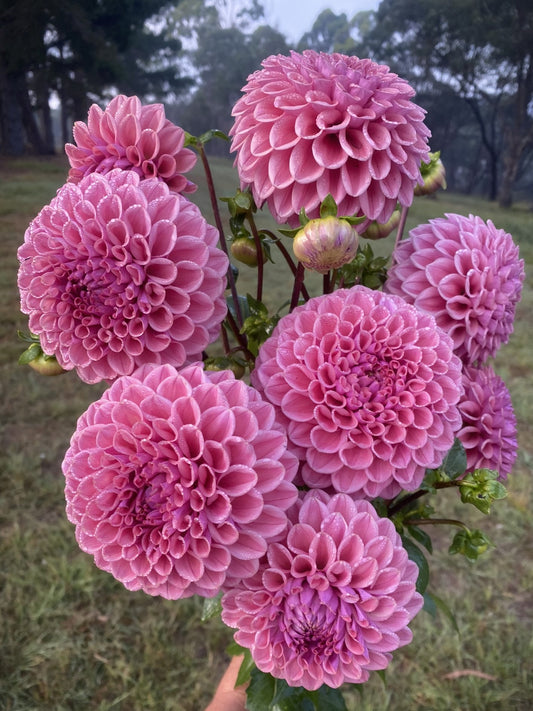 Winkie Truffle dahlia