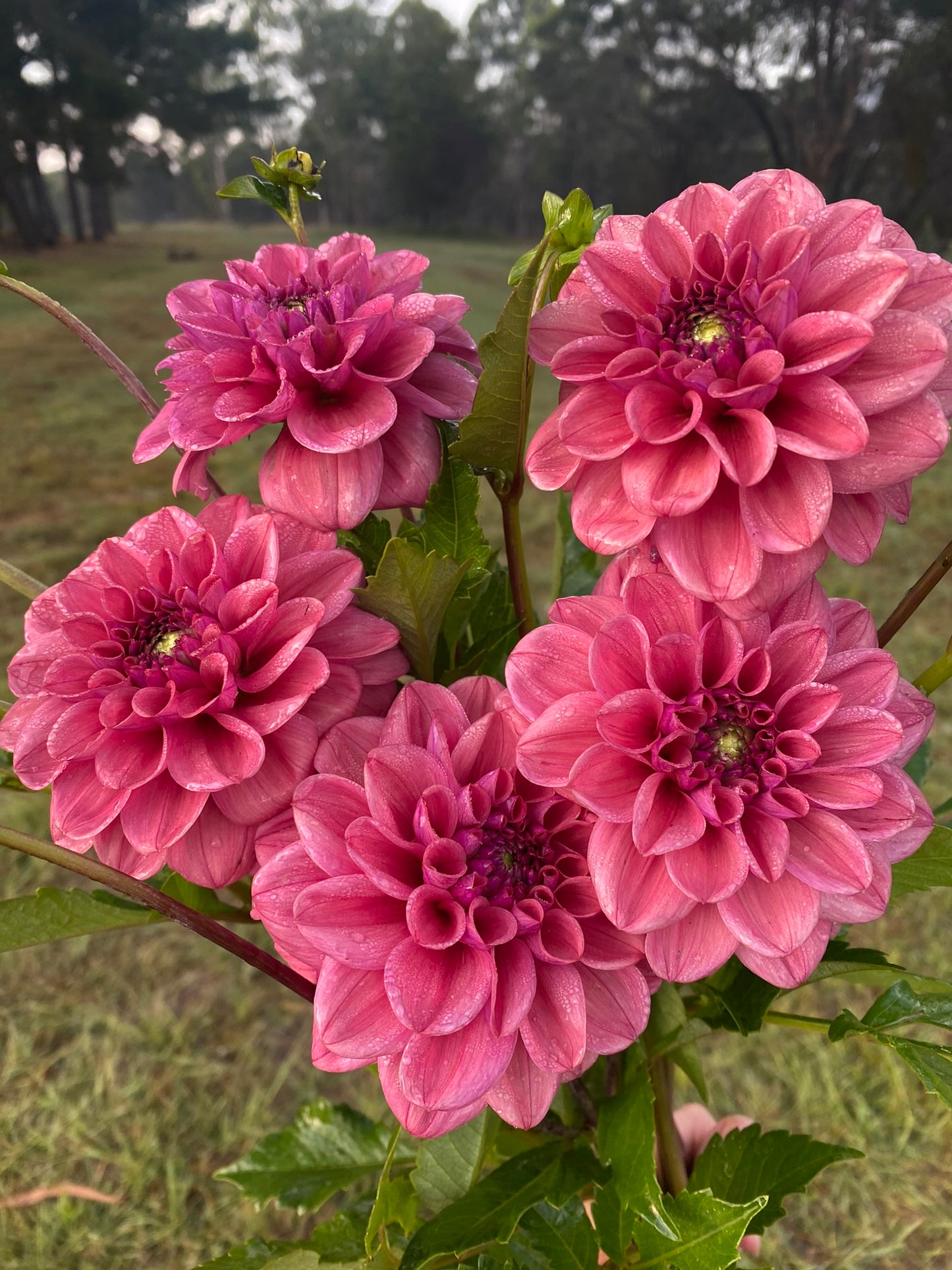 Dusty Rose dahlia