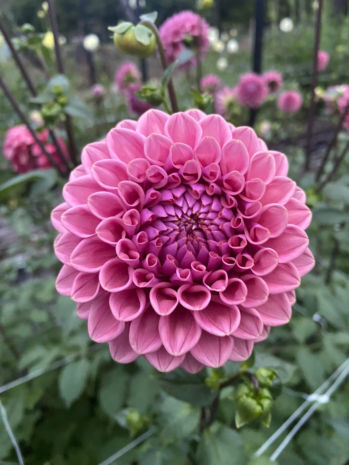 Winkie Truffle dahlia