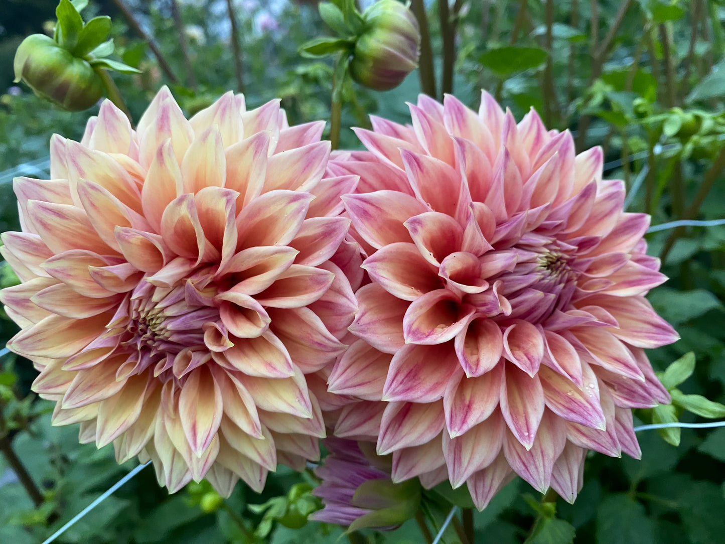 Winkie Cinnamon dahlia