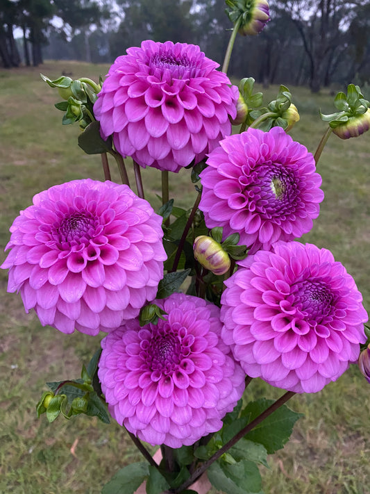 Glenmarc Connie dahlia