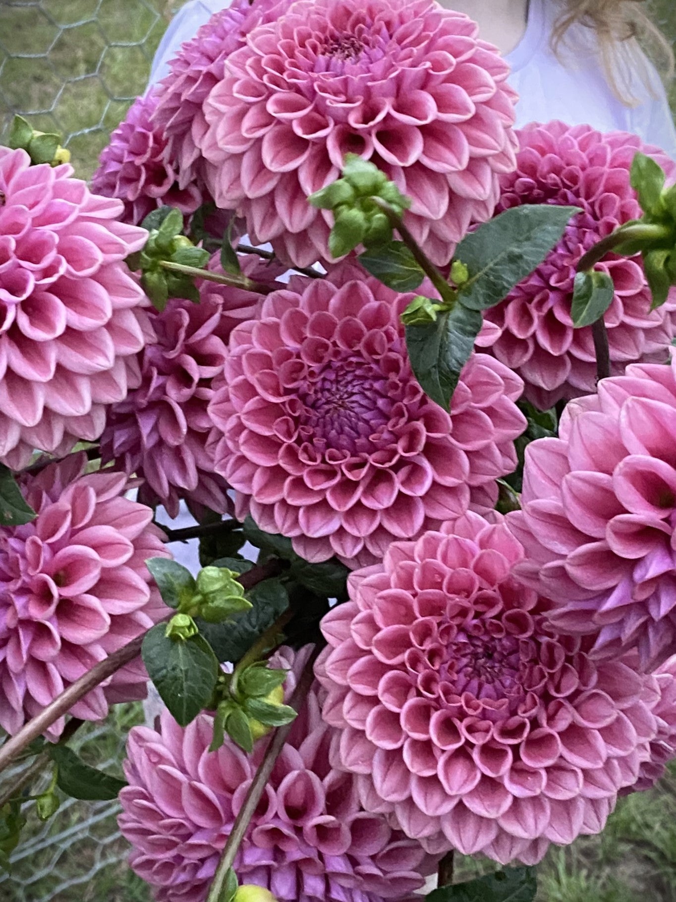 Winkie Truffle dahlia