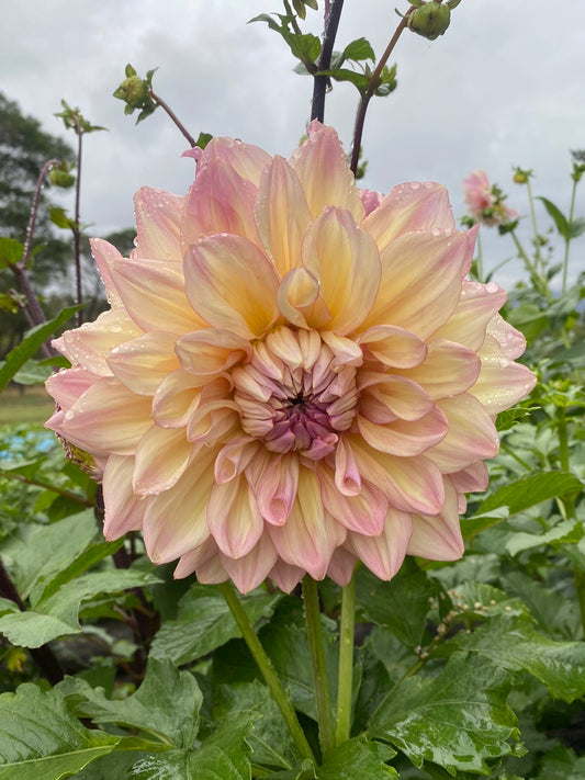 Ohzara dahlia