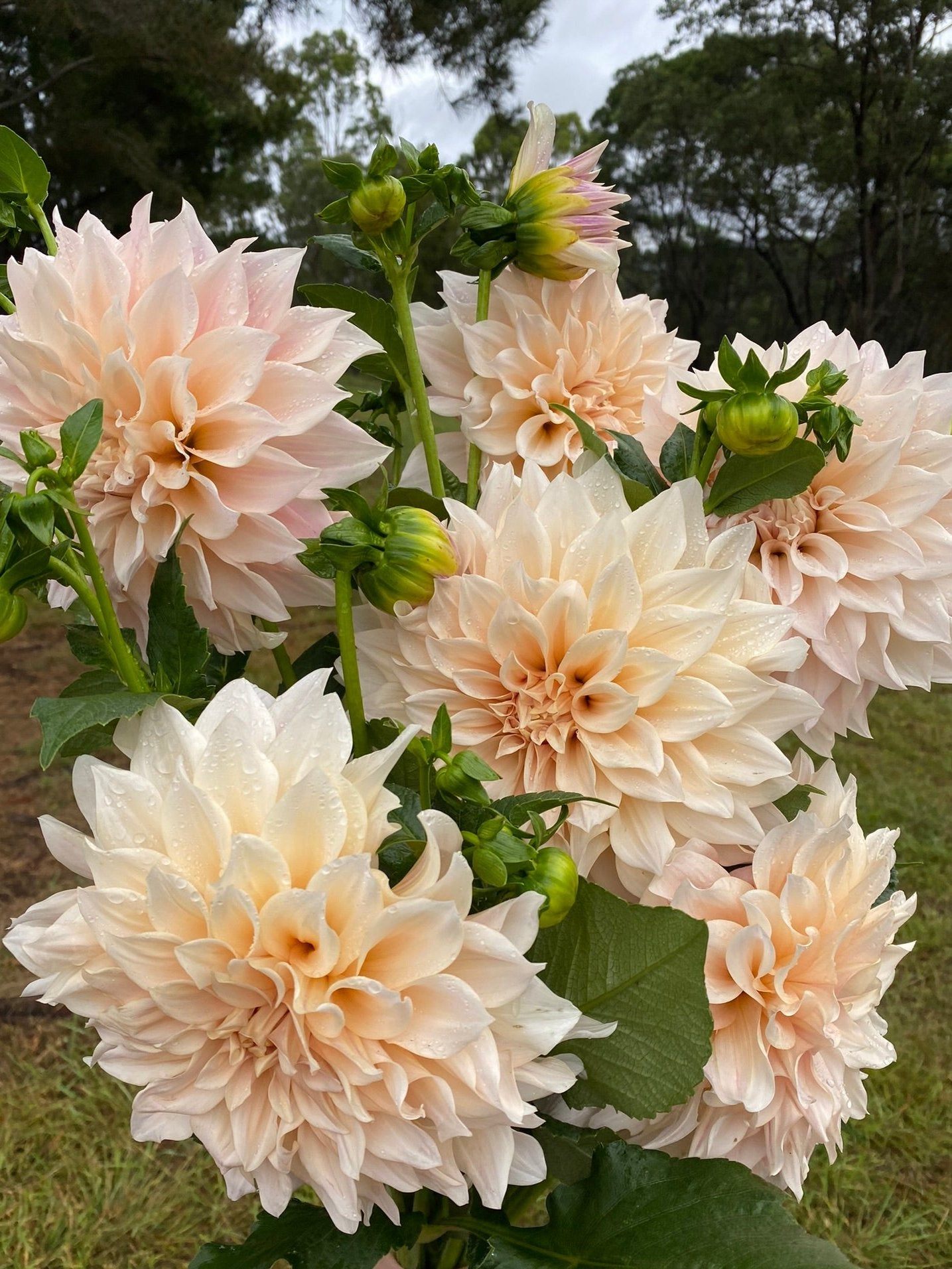 Cafe au Lait dahlia