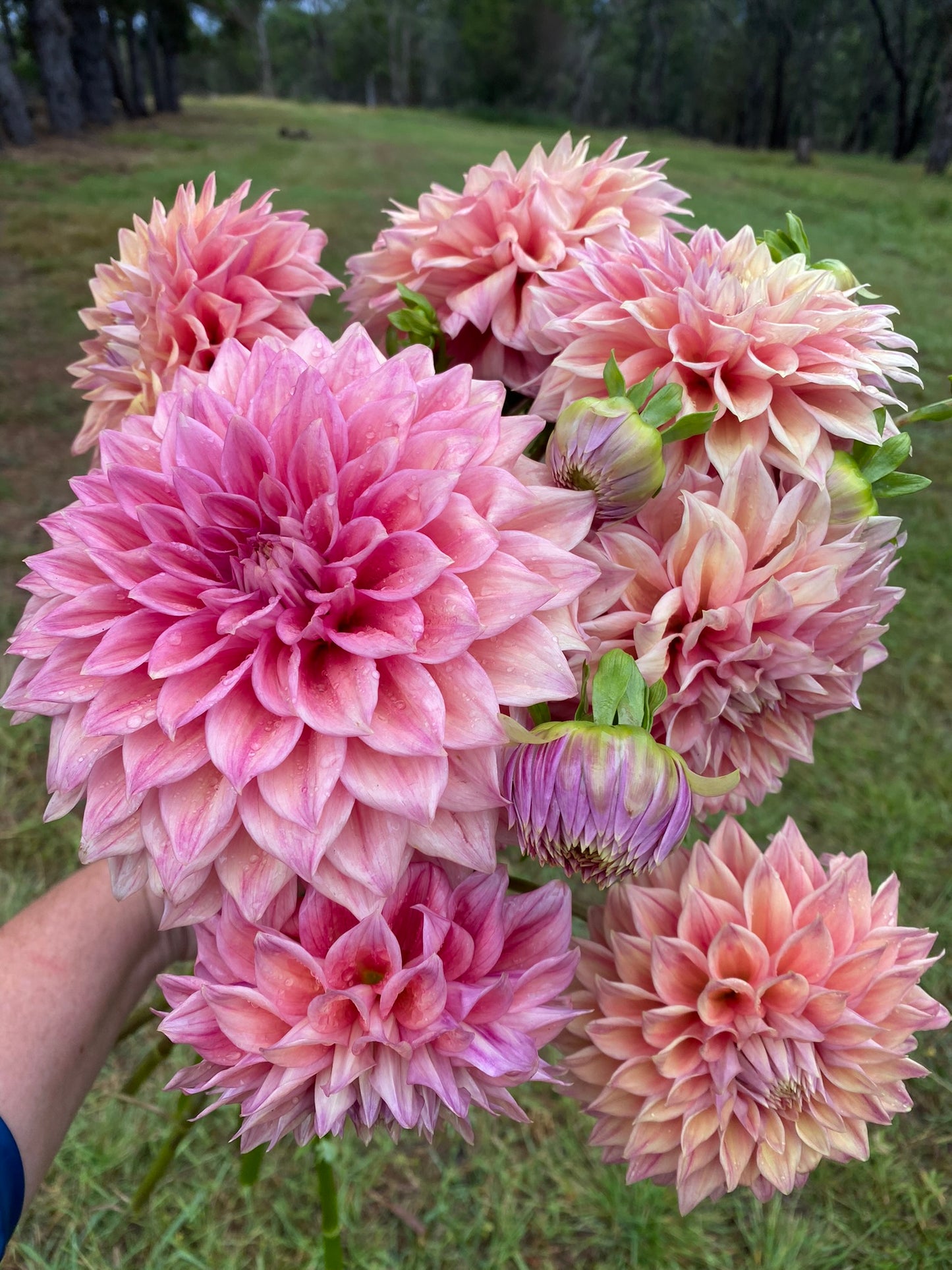 Winkie Cinnamon dahlia