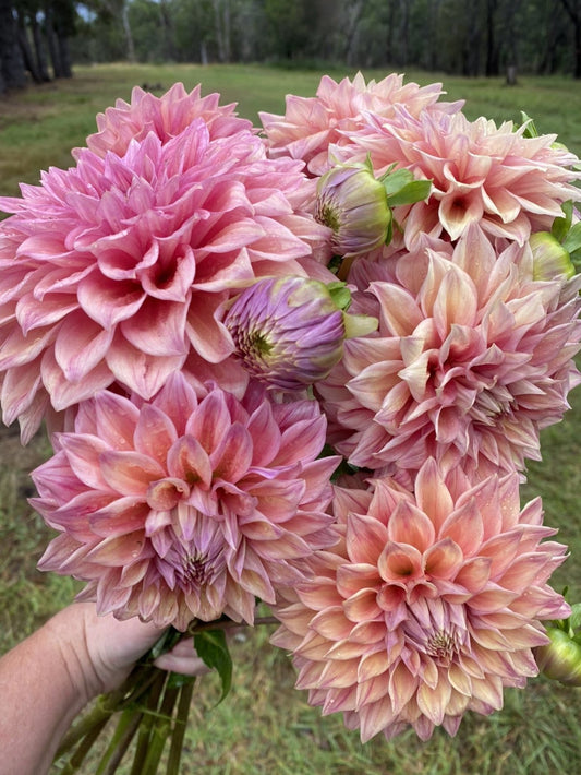 Winkie Cinnamon dahlia