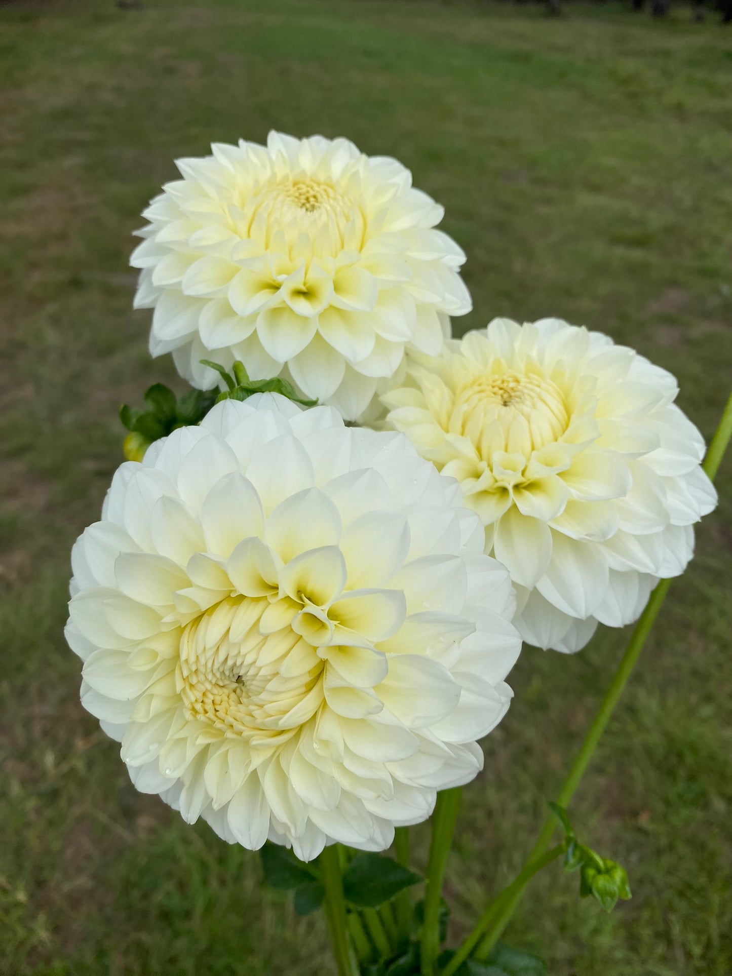 Boundary Snowflake dahlia