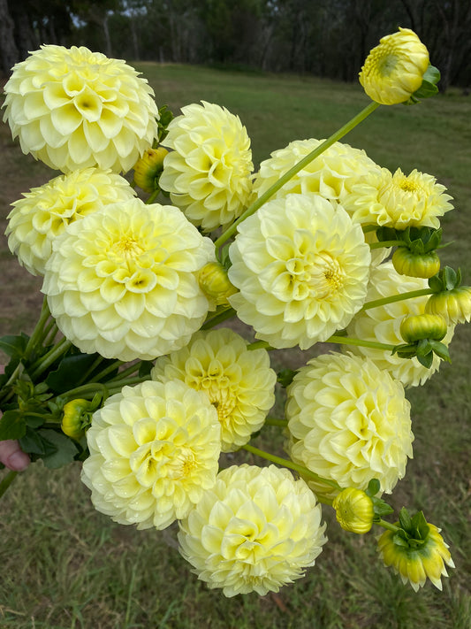 Coorabell Heather dahlia