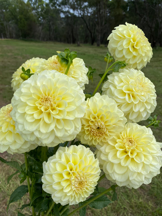 Otway Gem dahlia