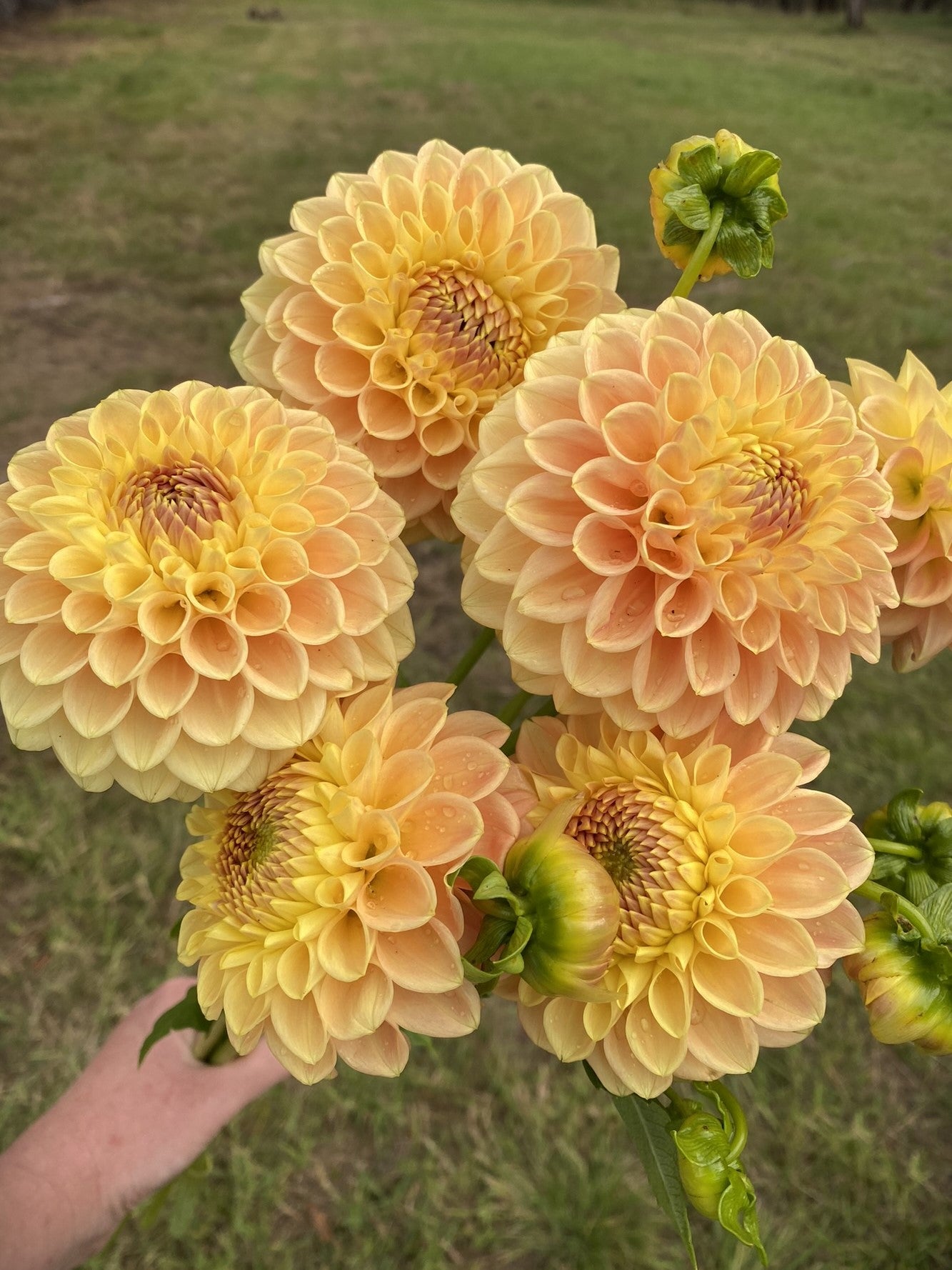 Rokewood Dawn dahlia