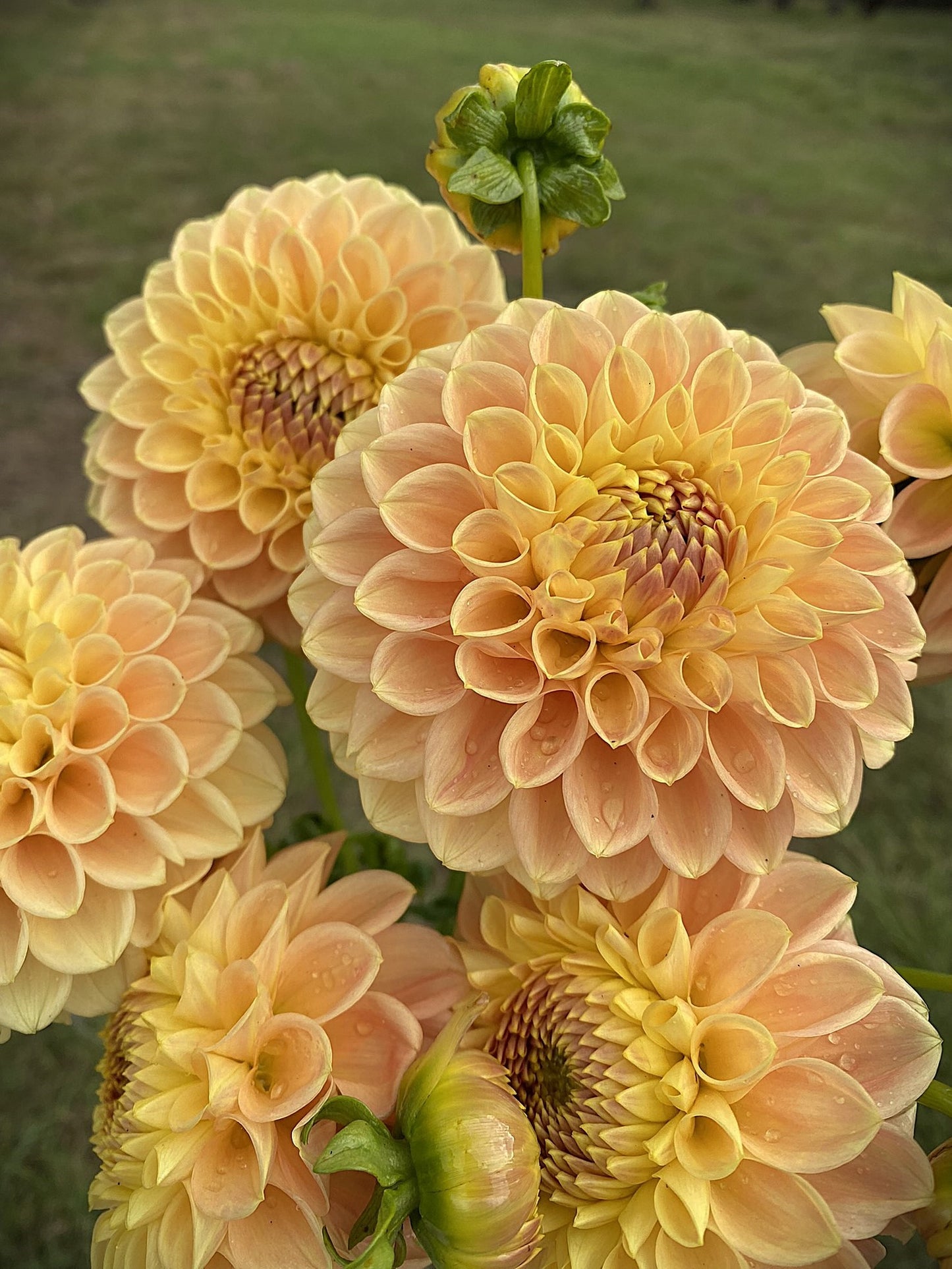 Rokewood Dawn dahlia