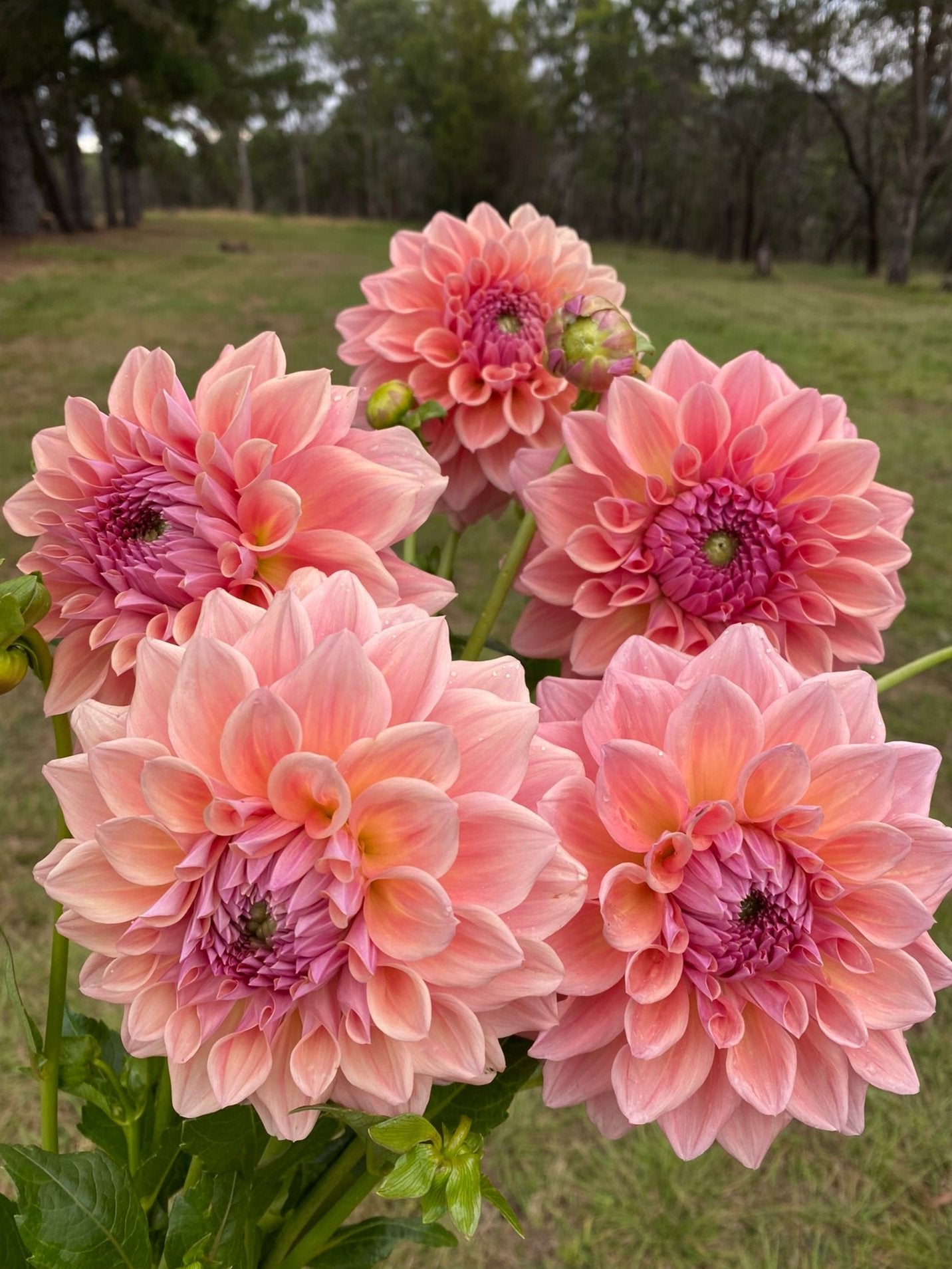 West Coast dahlia