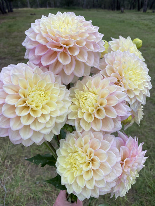 Sugartown Sunrise dahlia