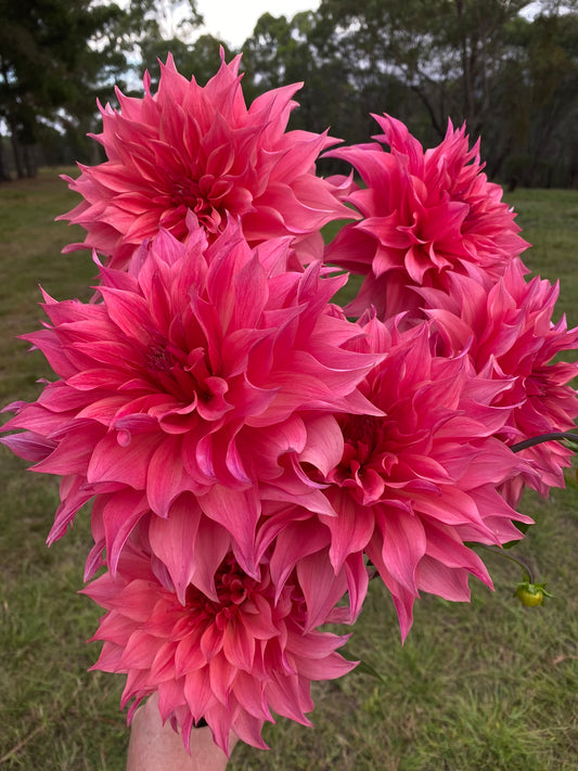 Buckajo/Carlos Watermelon dahlia