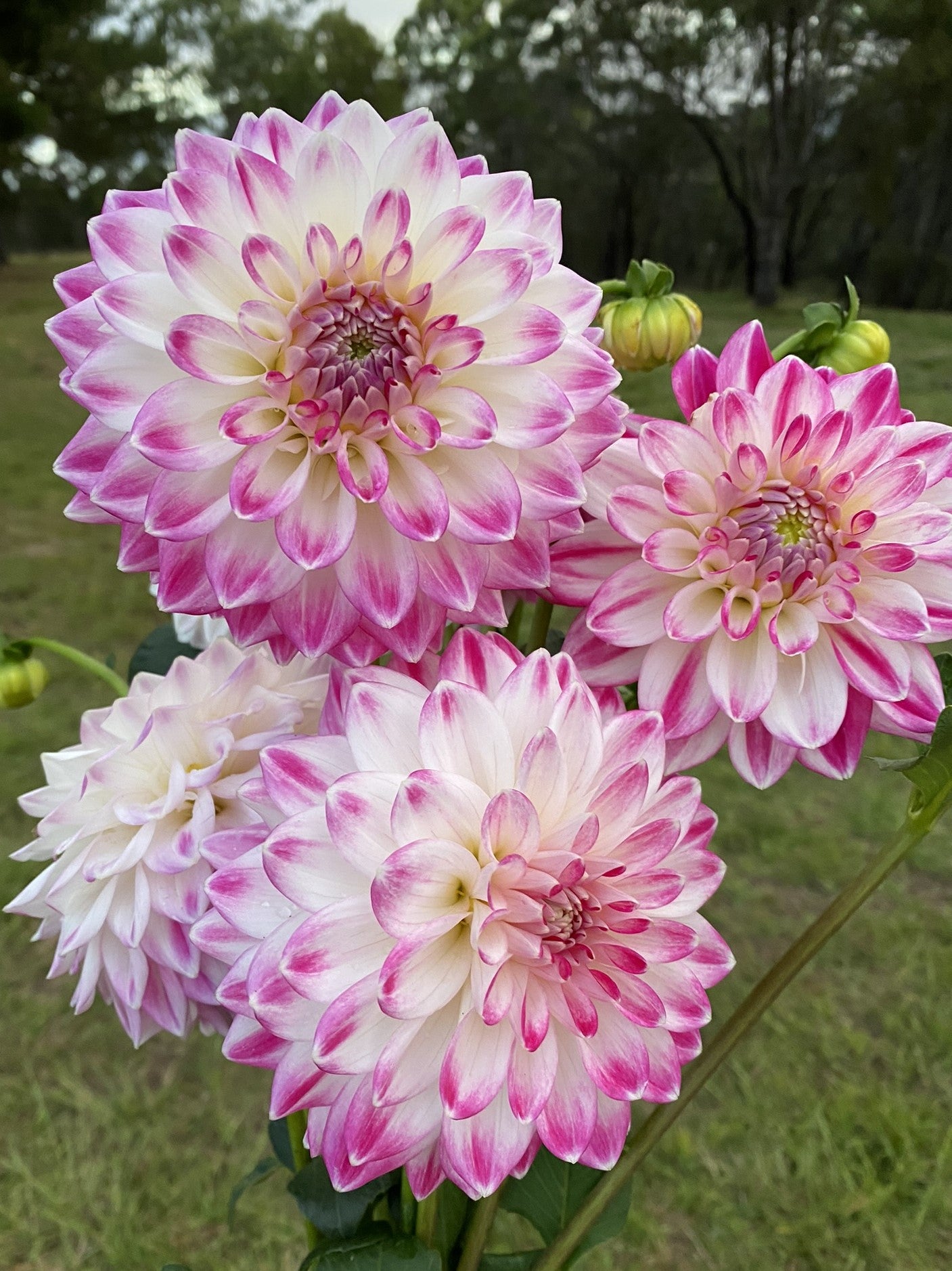 Sweetheart dahlia