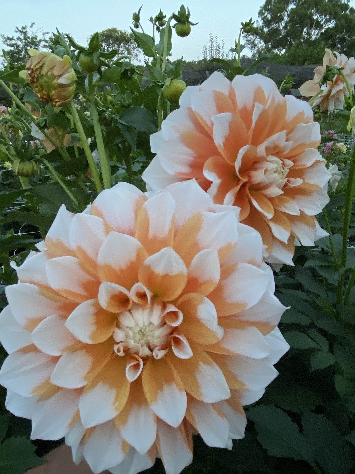 Cornflake dahlia