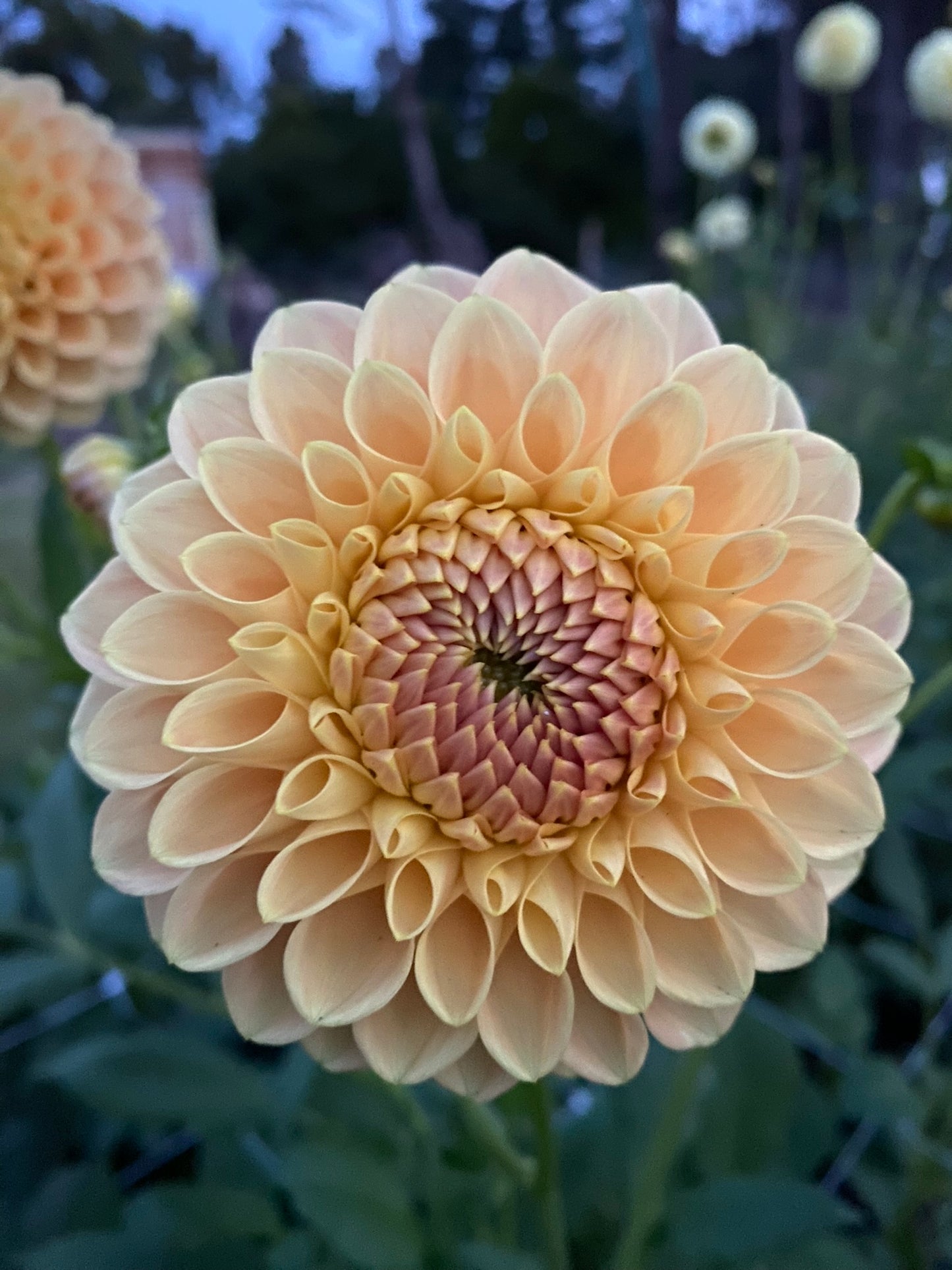 Rokewood Dawn dahlia