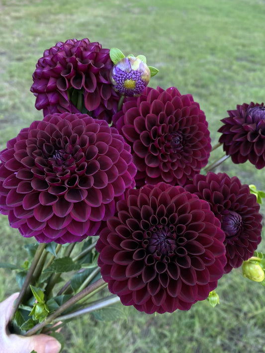 Winkie Raven dahlia