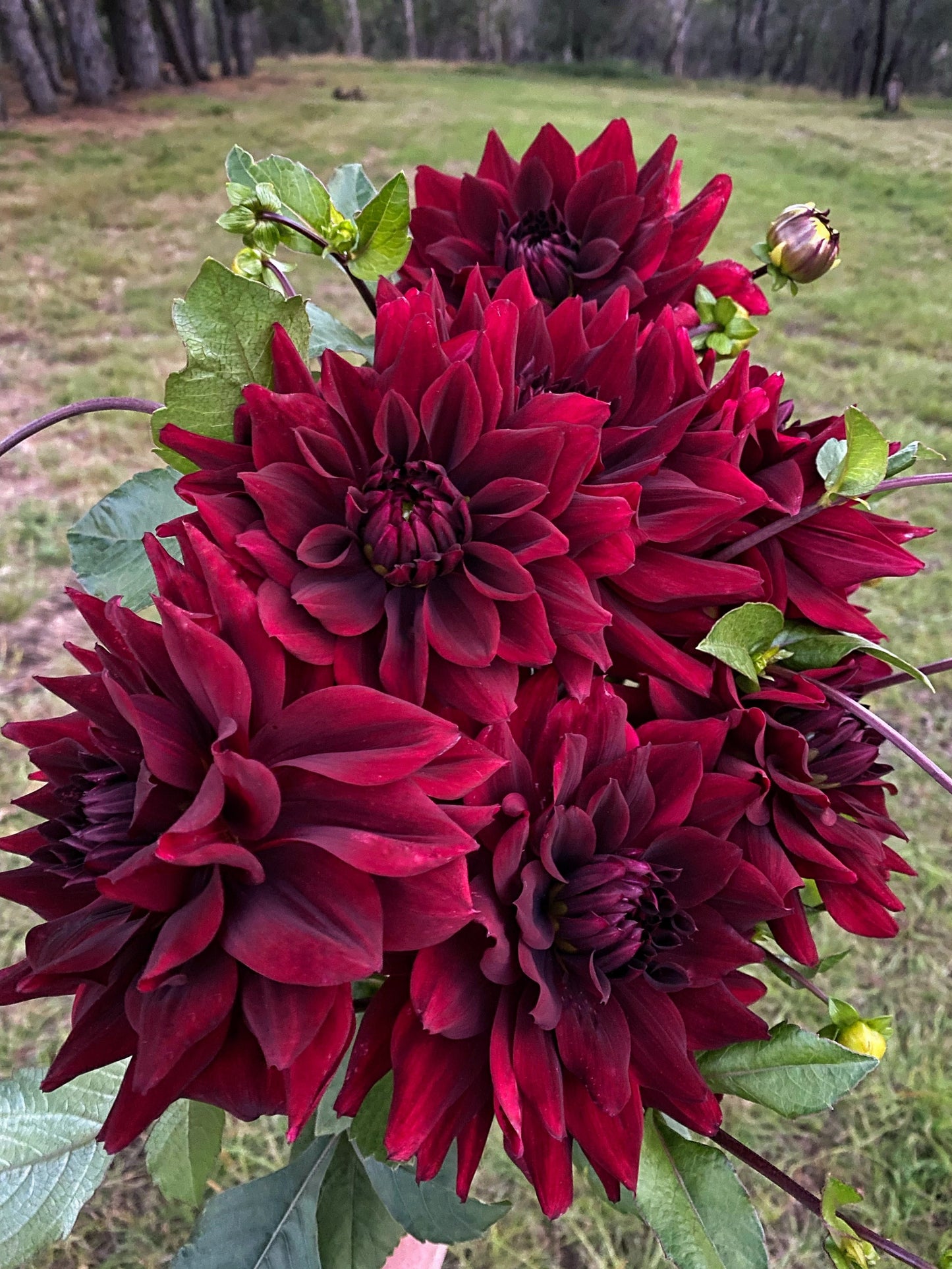 Thelma Maude dahlia