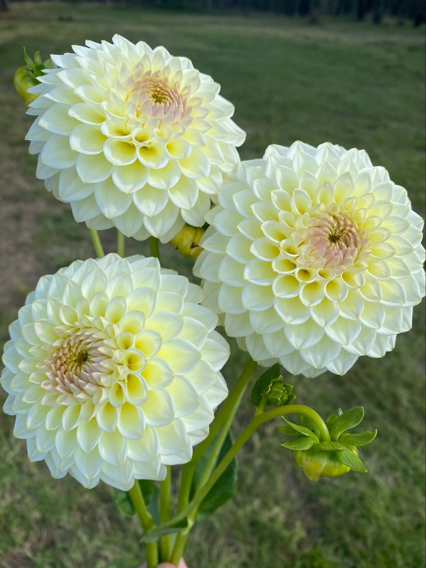 Cream Diane (farm/ugly stock) dahlia
