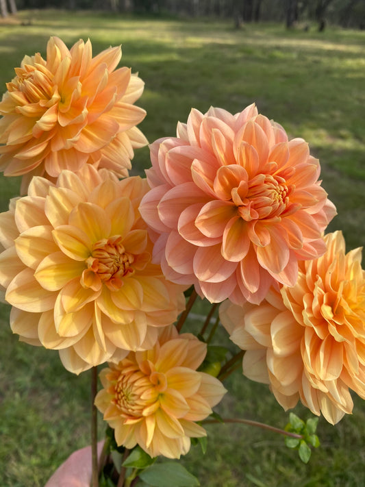 Golden Leader dahlia