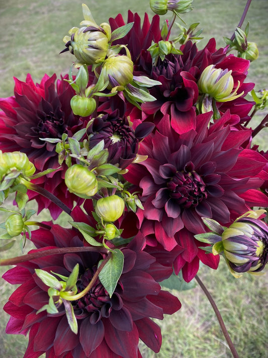 Kokuchou dahlia