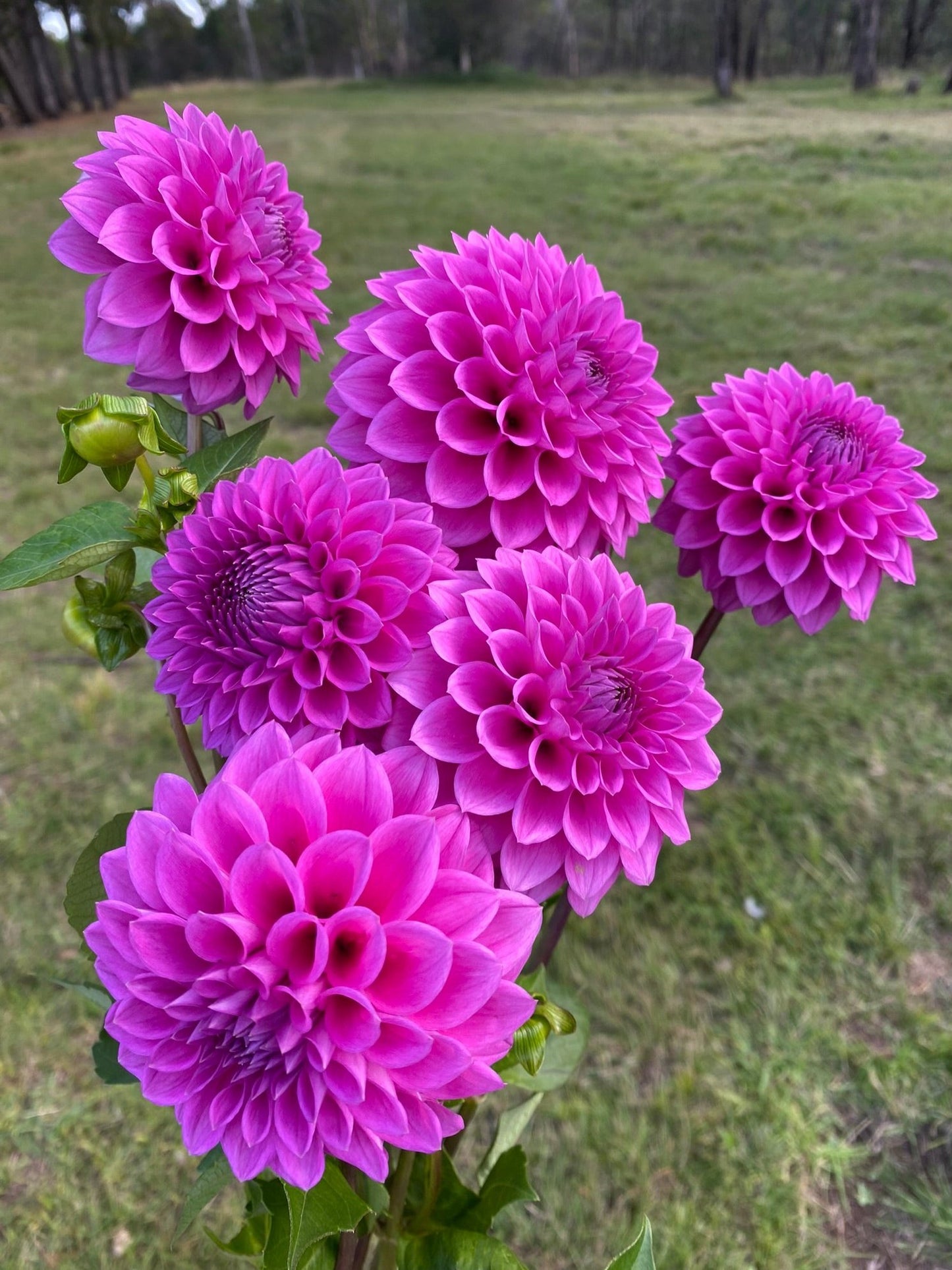 Winkie Cavalier dahlia