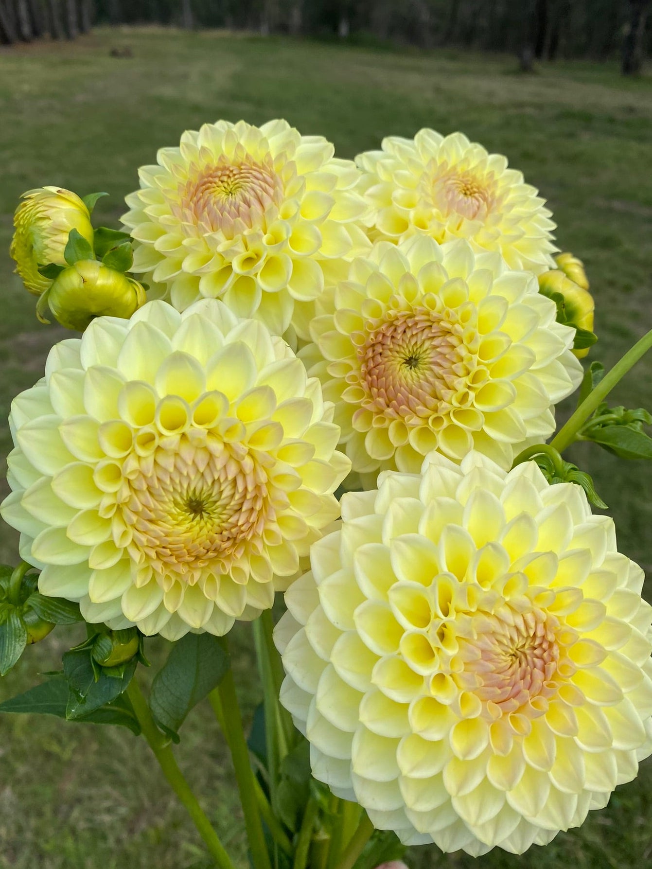 Winholme Diane dahlia