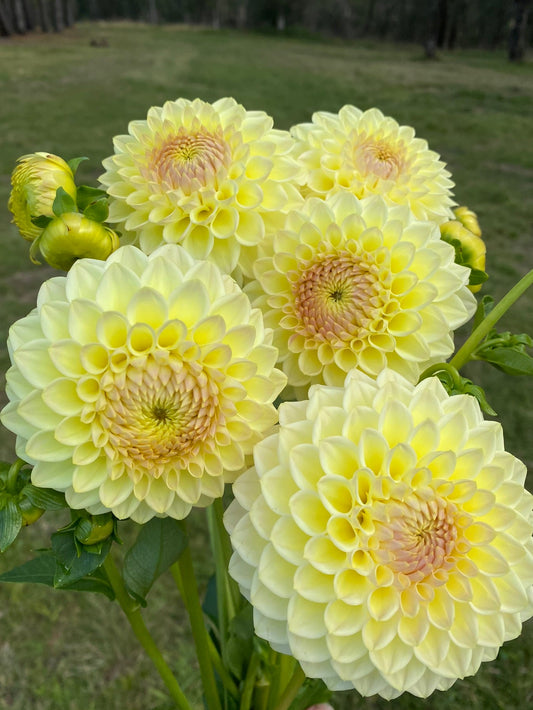 Winholme Diane dahlia