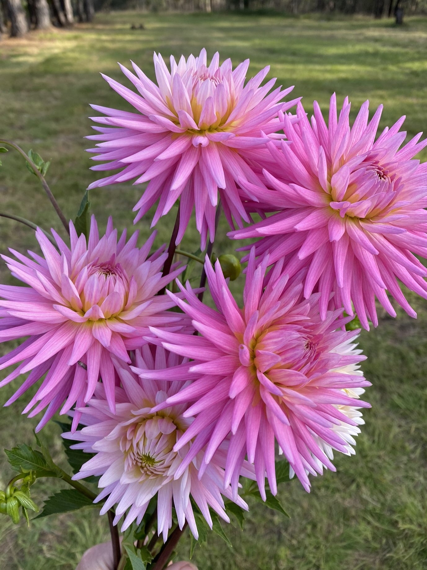 Devon Elegance dahlia