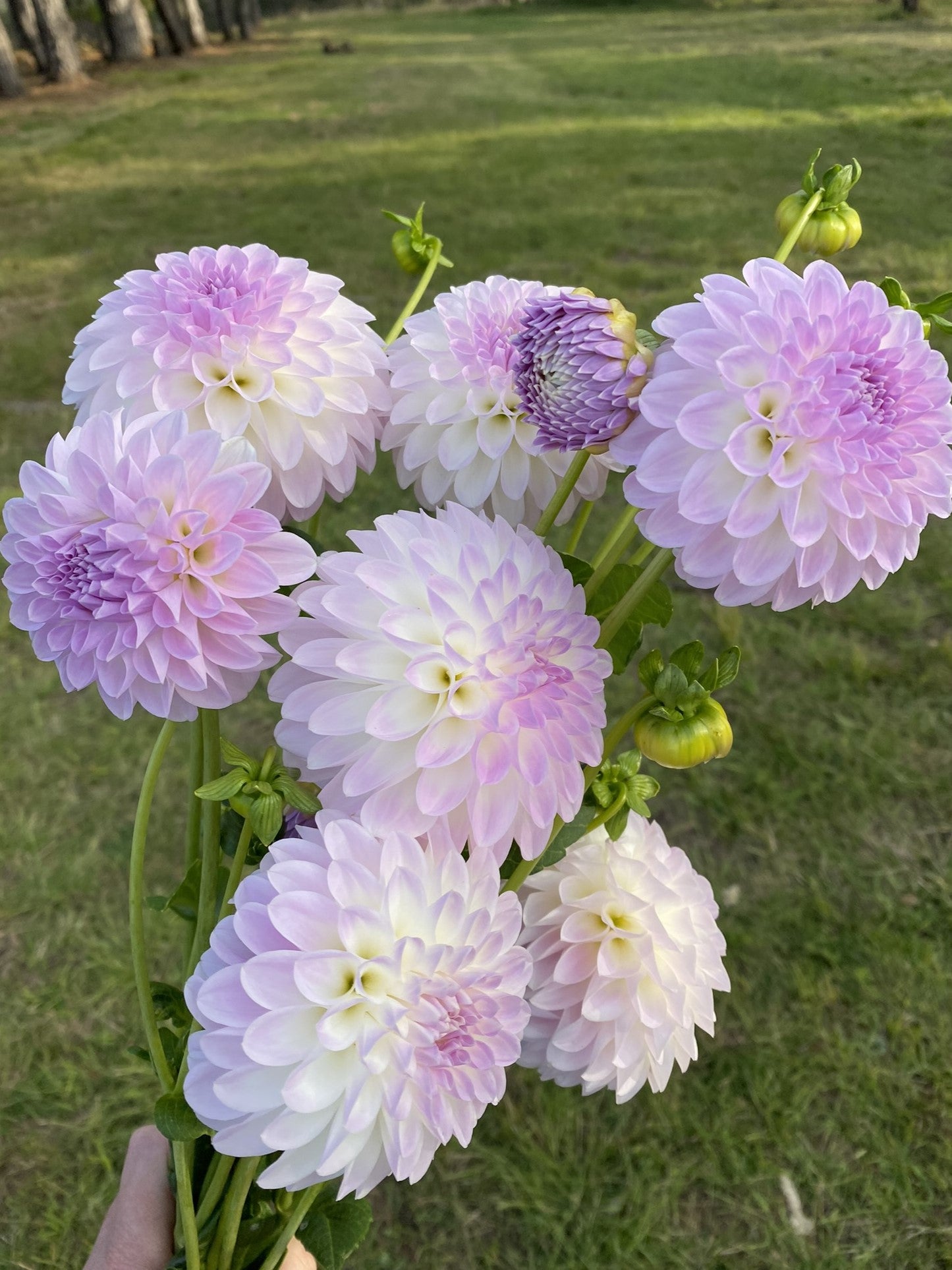 Shirley Francis dahlia