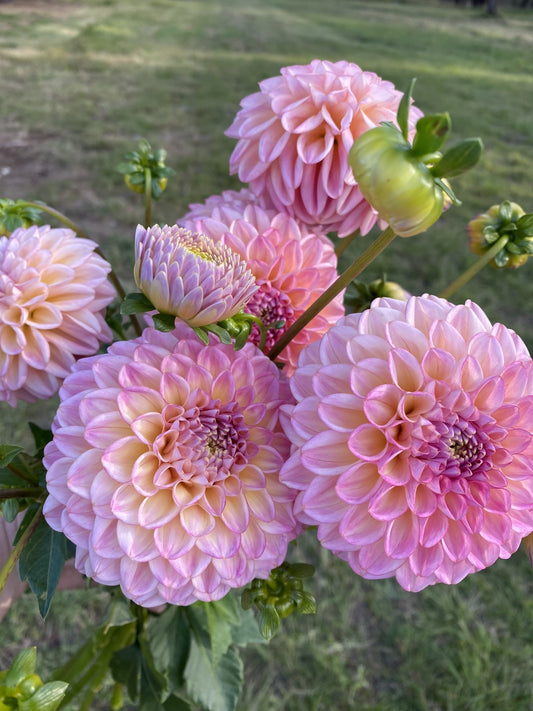 Florelie Harmony dahlia