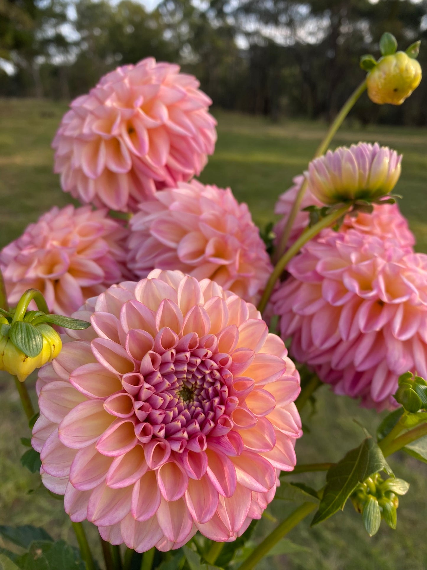 Florelie Harmony dahlia