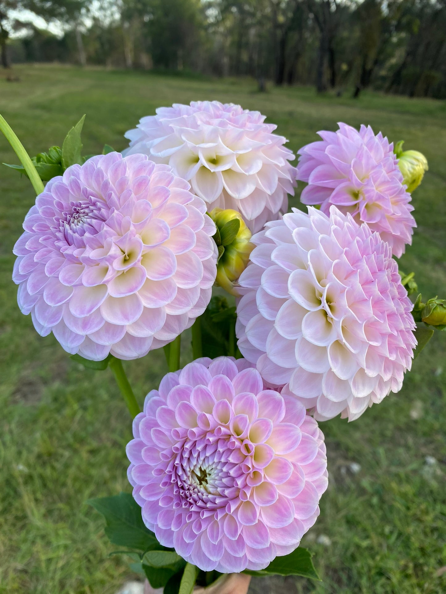 Formby Pearl dahlia