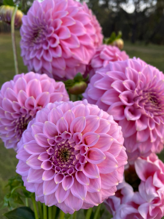 Araluen Leatrice dahlia