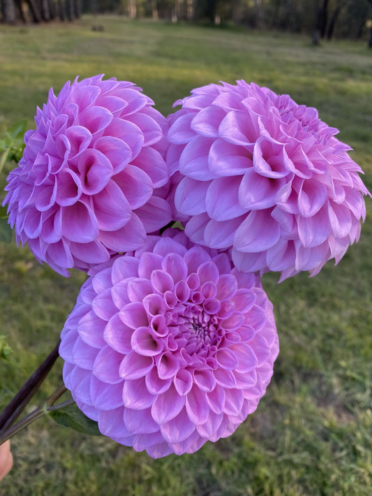 Marshmallow dahlia