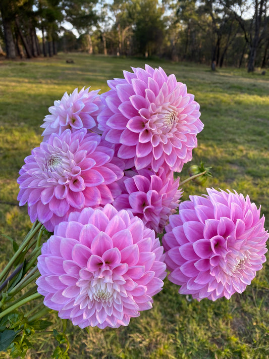 Devon Seattle dahlia