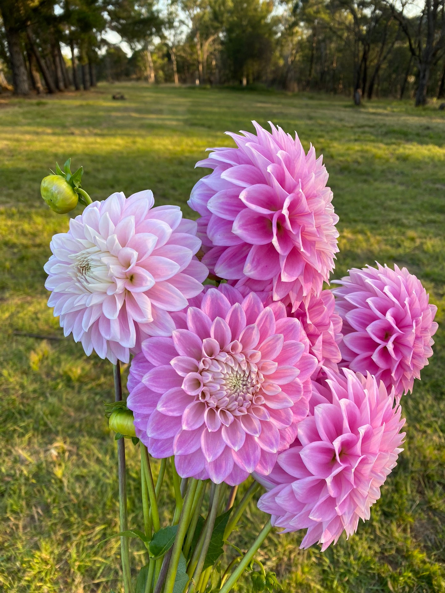 Devon Seattle dahlia