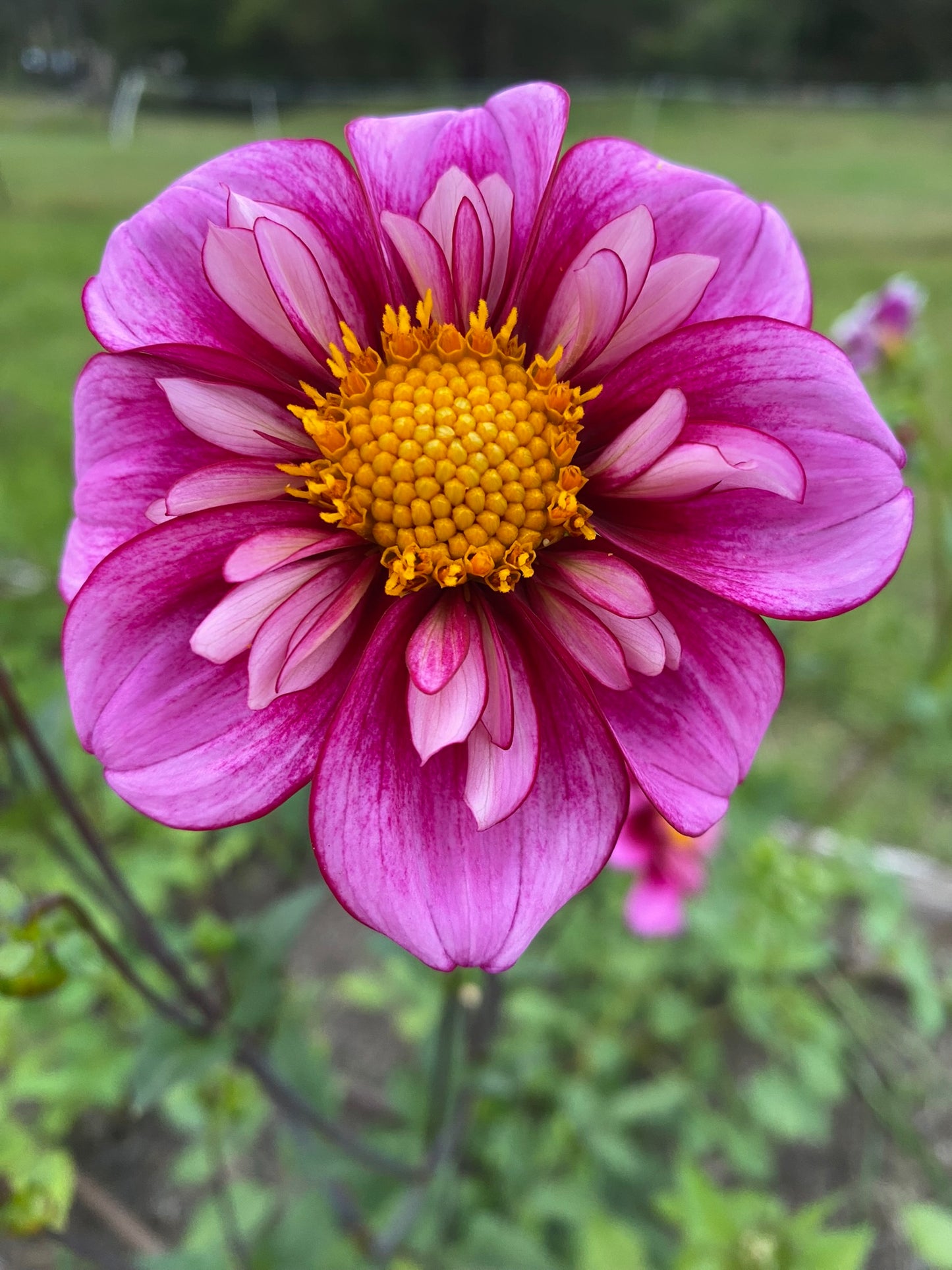 Jeanette Thompson dahlia