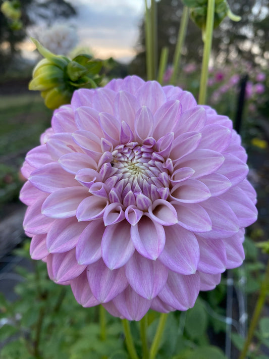 Glenmarc Skye dahlia