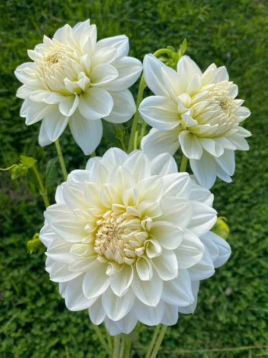 Joy Burkitt dahlia