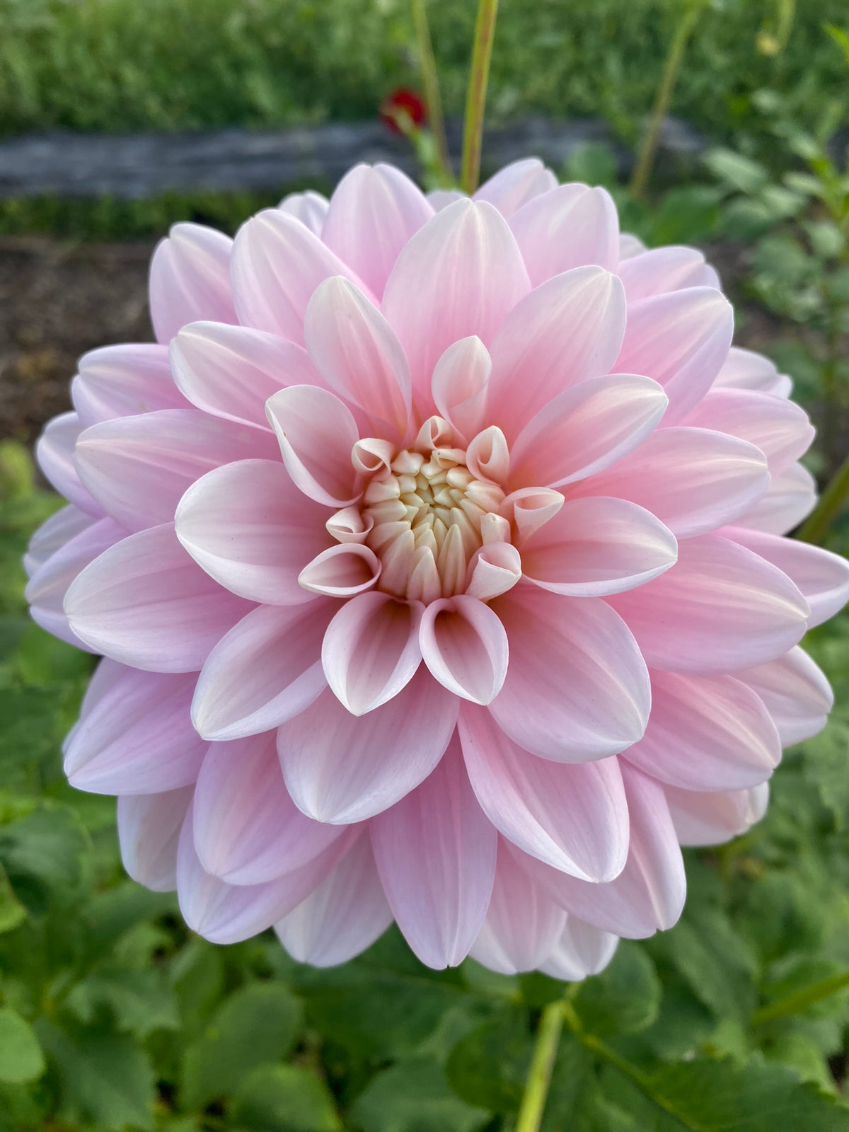 Monolith dahlia