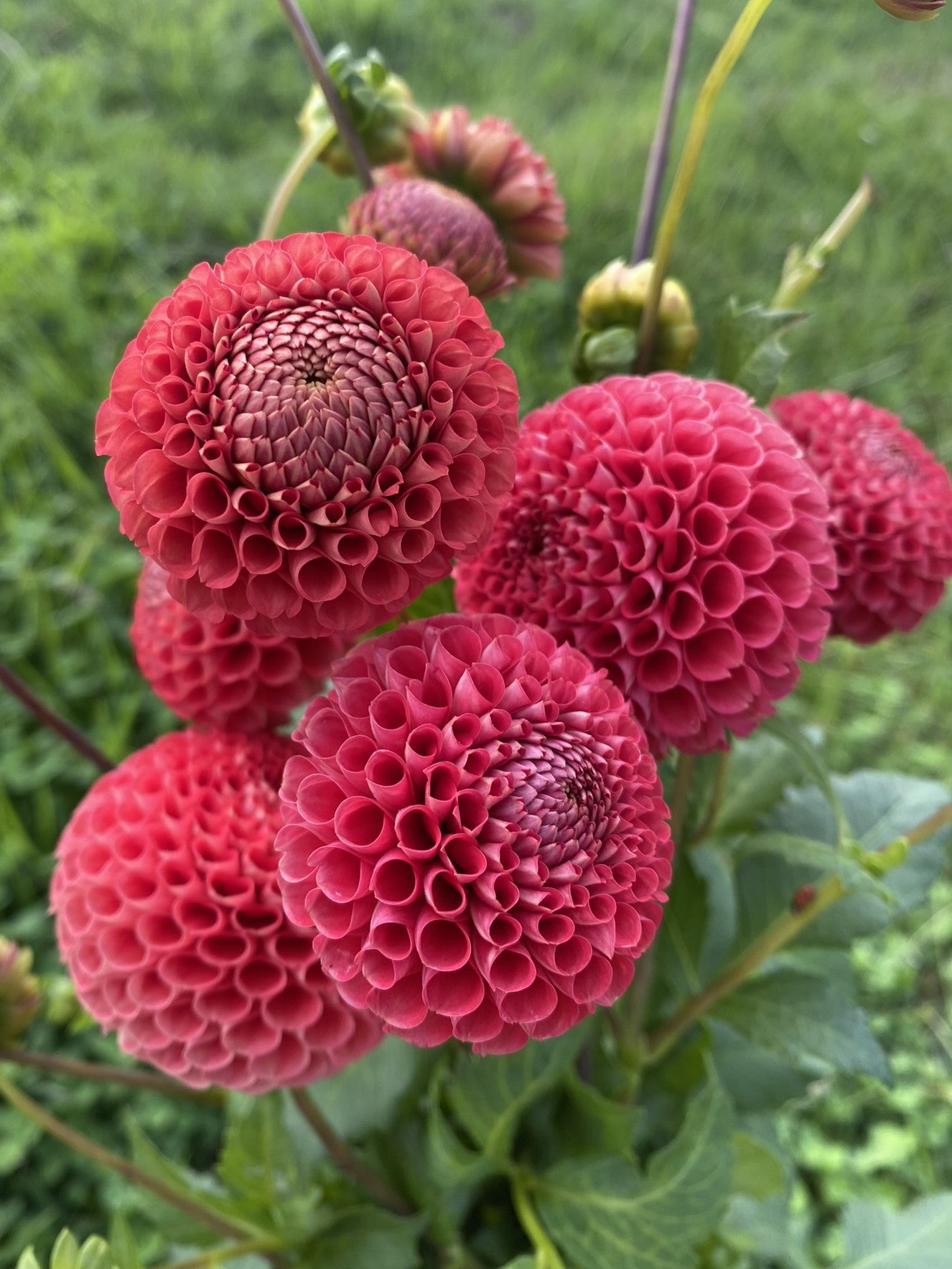 Orange Willo dahlia