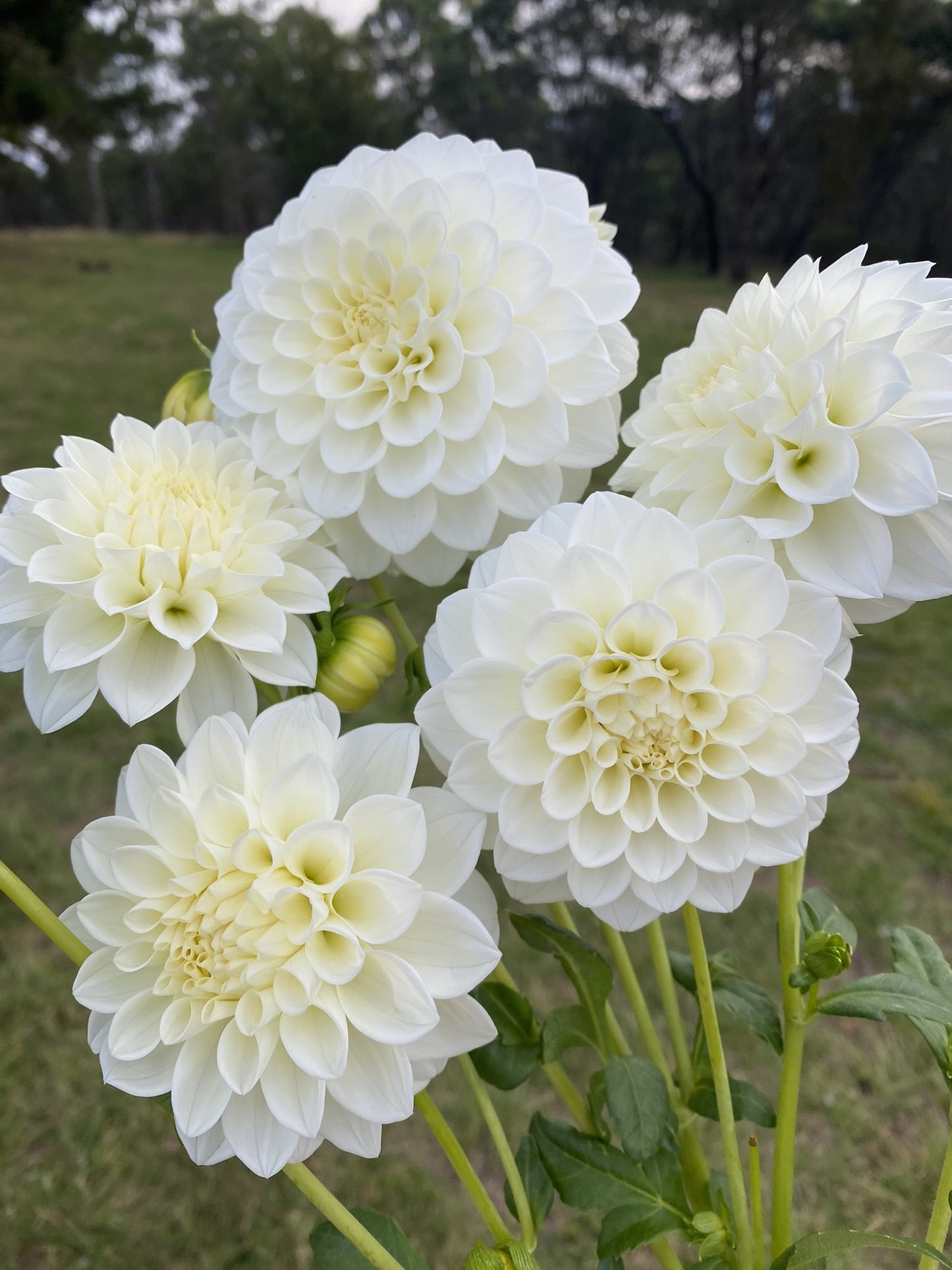 White Decorative dahlia