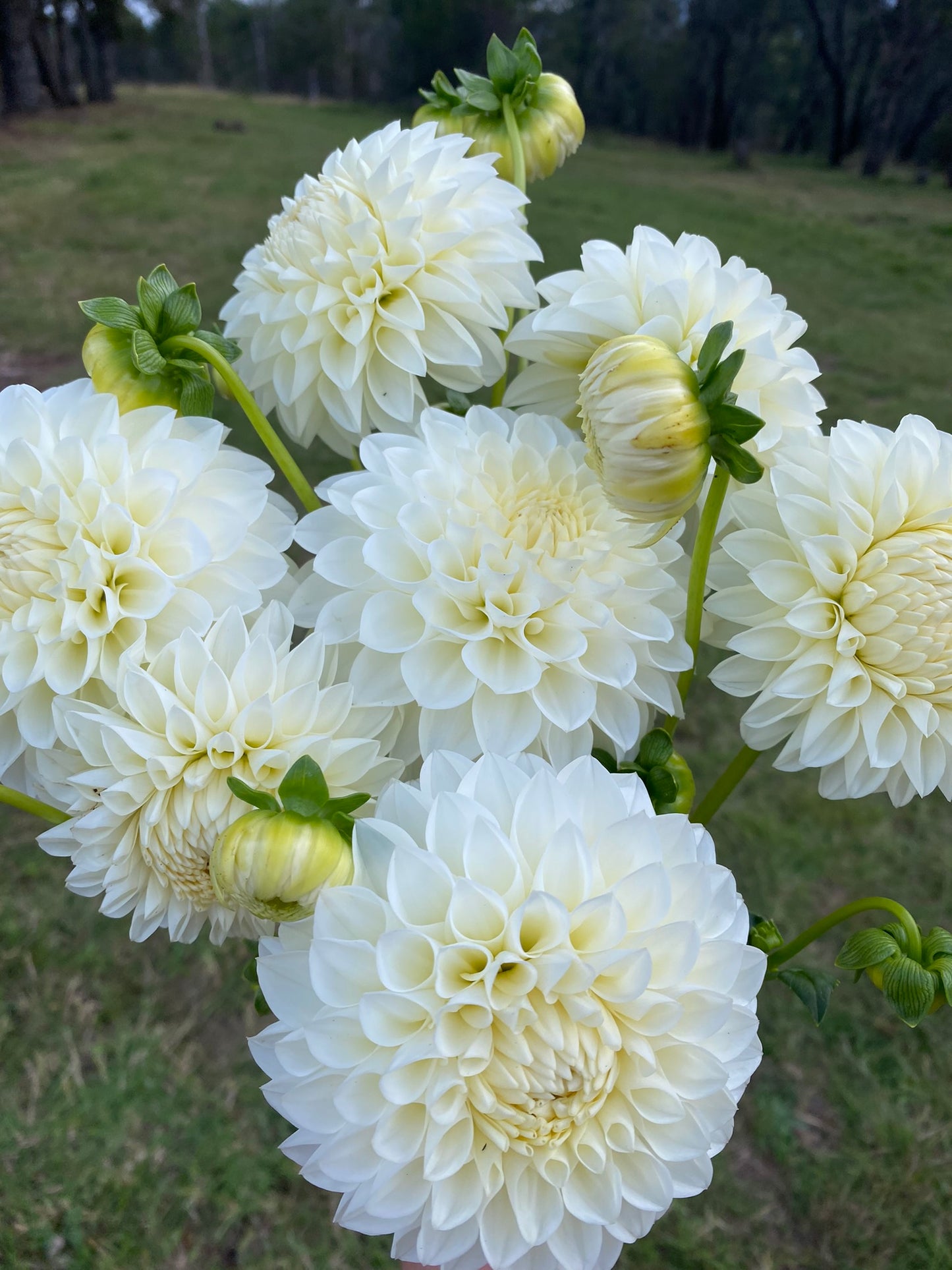 Boundary Snowflake dahlia