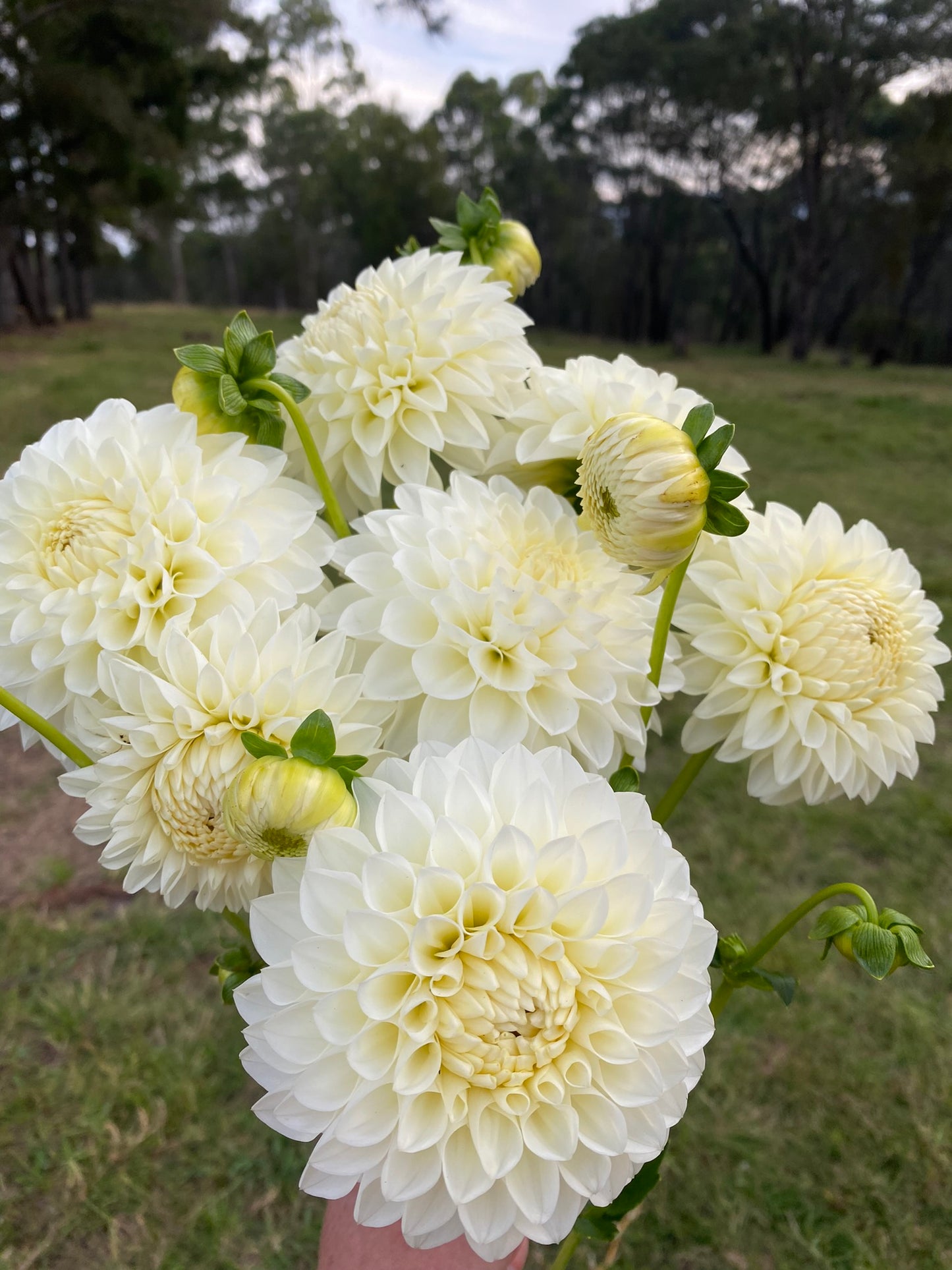 Boundary Snowflake dahlia