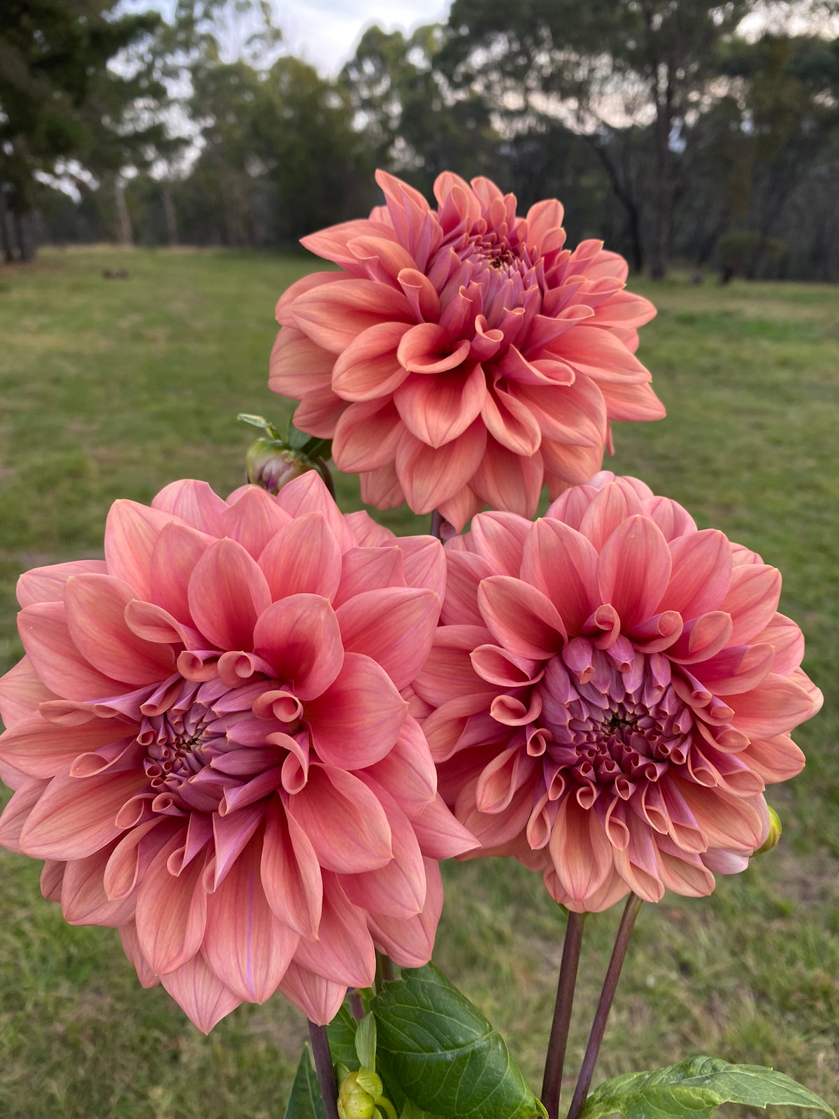 Lileah Caramel Rose dahlia