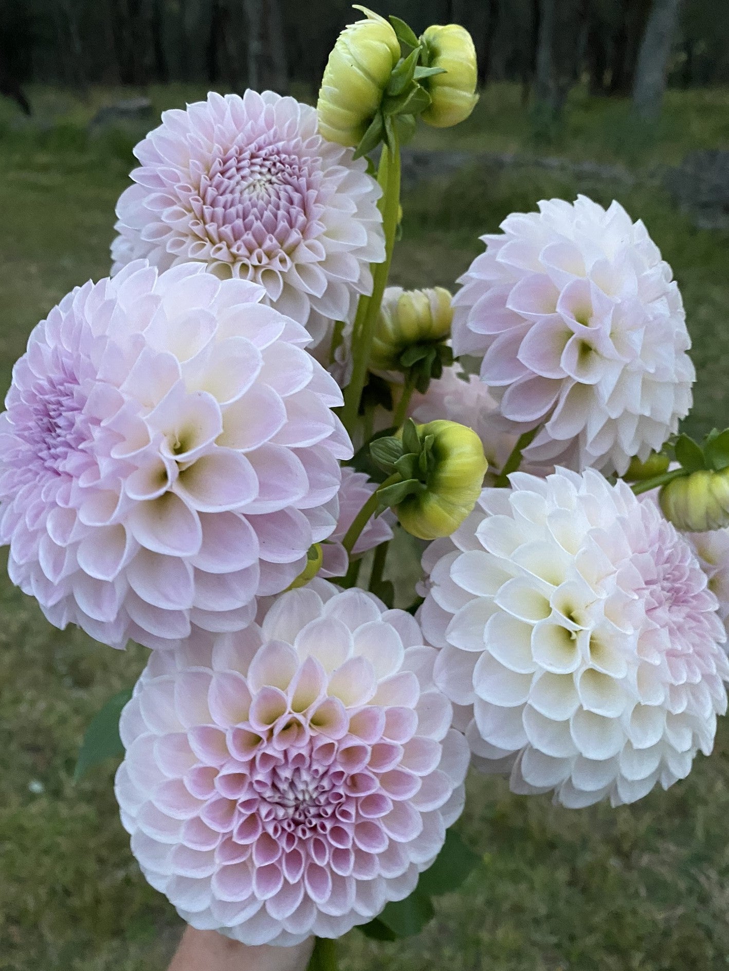 Formby Pearl dahlia